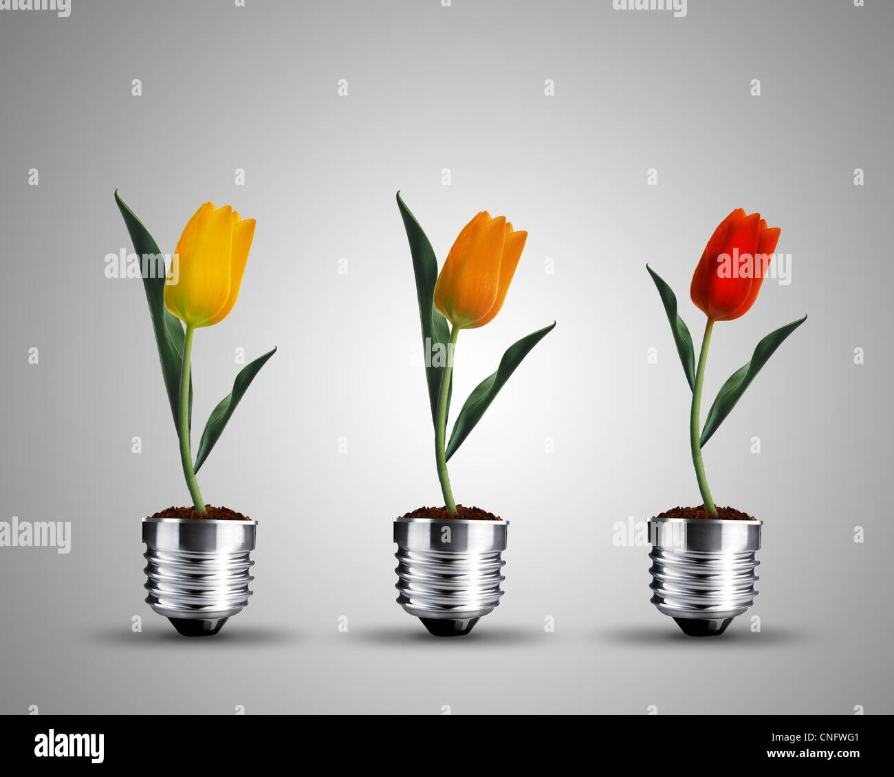 Glühbirne aus Tulpen, Glühbirne Konzeptbild. Stockfoto