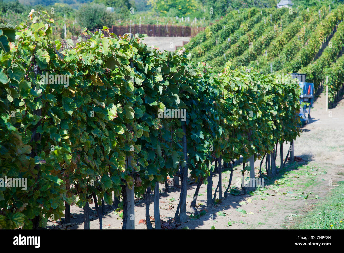 Weinrebe in einem Weinberg Stockfoto