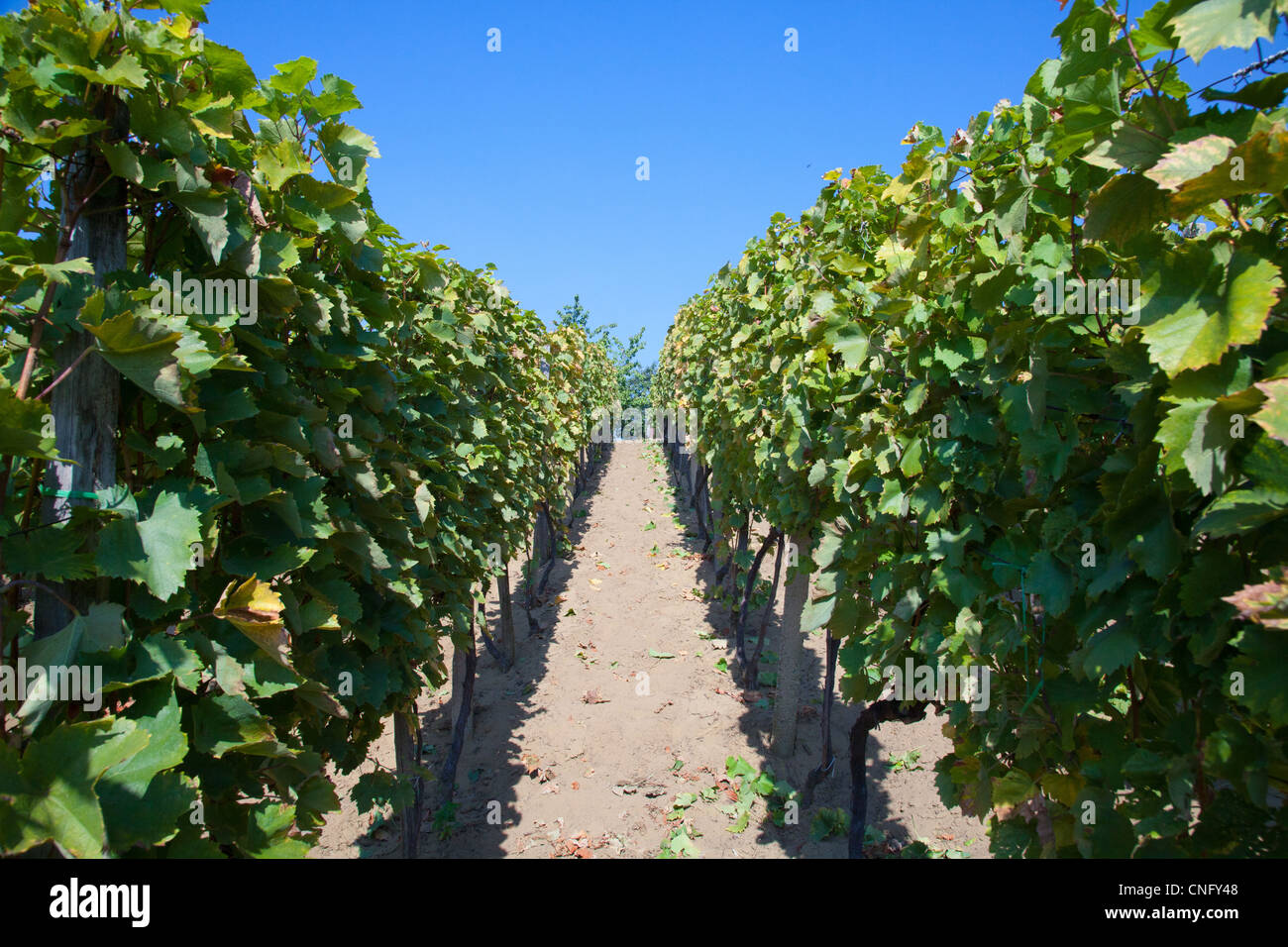 Weinrebe in einem Weinberg Stockfoto