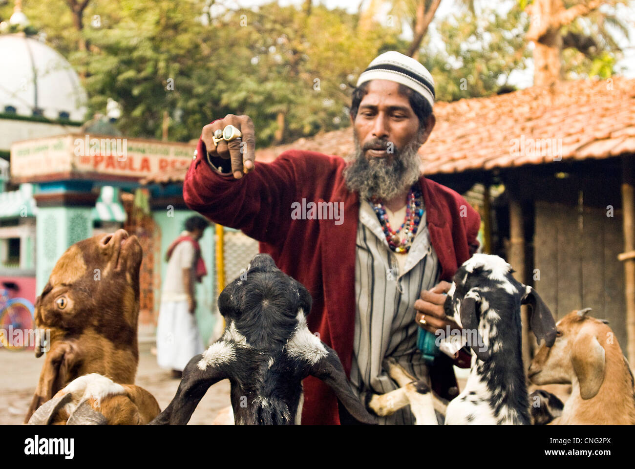 Sufi-Heiligen füttern Ziegen an der Vorderseite Pagla Baba Majar in Tollygunge Kalkutta Indien Stockfoto