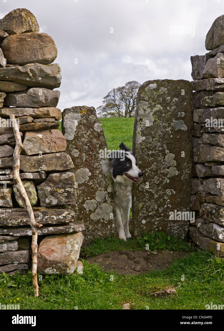 Ein Squeeze-Stil in einer Trockensteinmauer in den Yorkshire Dales. Sehr schmal - ein Border-Collie kämpft, um sie in Angriff nehmen. Stockfoto