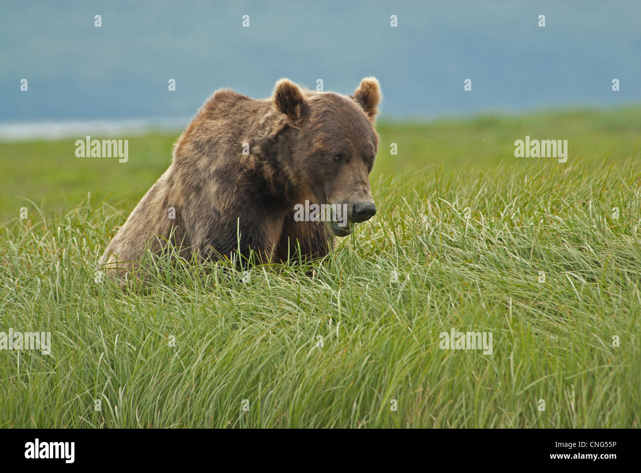 Brauner Bär, Ursus Arctos, Essen Segge Rasen, Ukak Bay, Katmai NP. Alaska Stockfoto