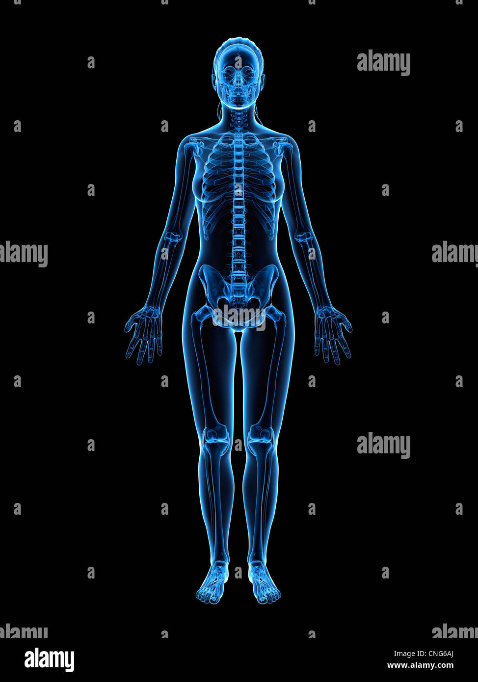 Weiblichen Skelett Kunstwerk Stockfoto