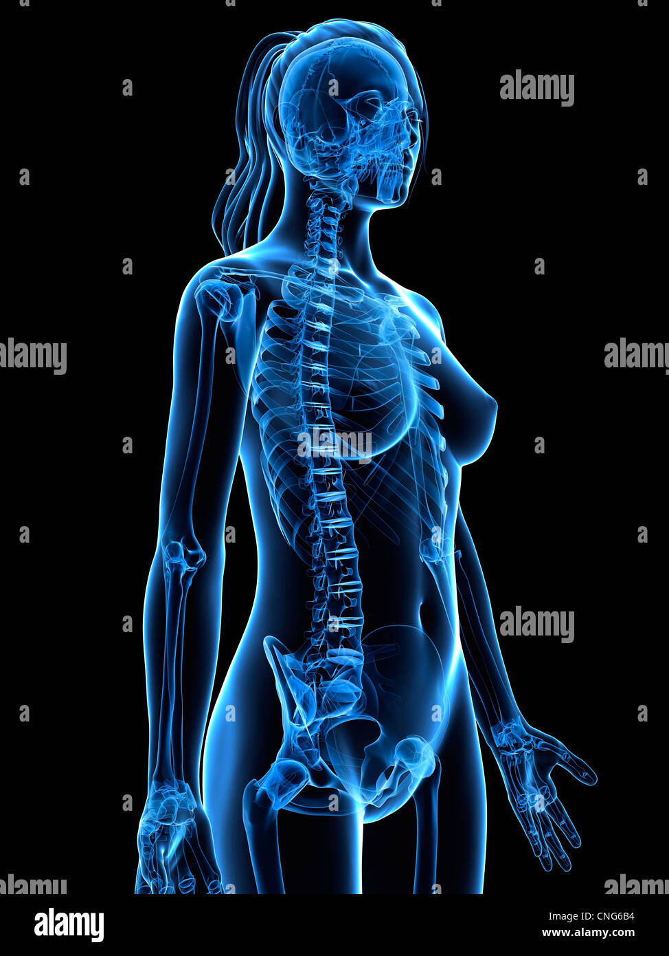 Weiblichen Skelett Kunstwerk Stockfoto