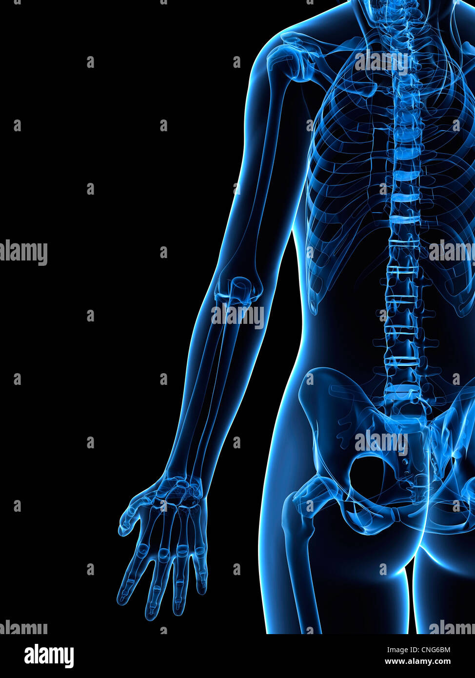 Weiblichen Skelett Kunstwerk Stockfoto