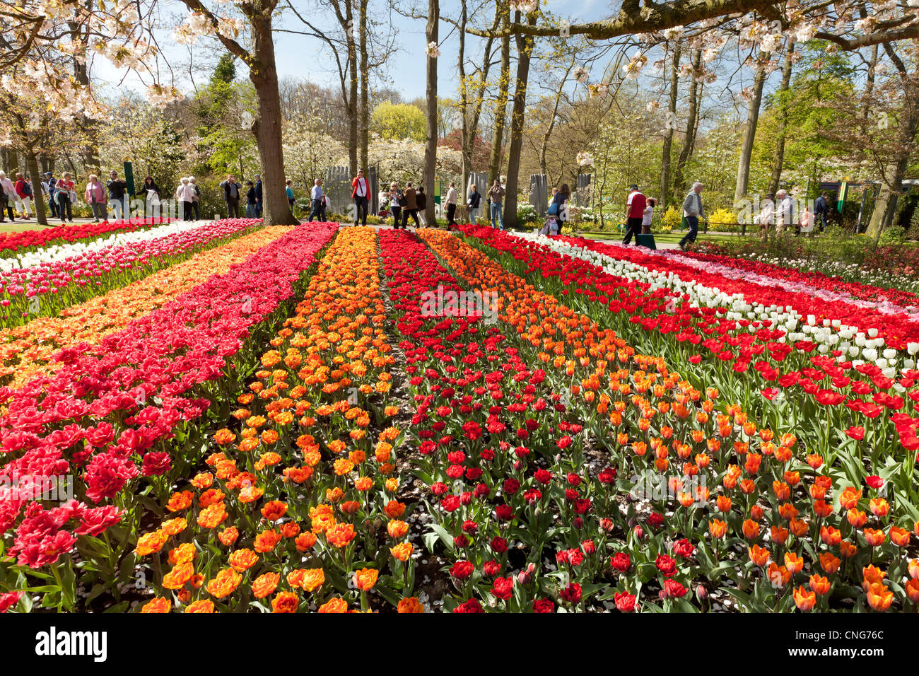 Holland, "Dune und Blumenzwiebelregion" im April, Lisse, Keukenhof, Park im Frühjahr Tulpen blühen. Stockfoto