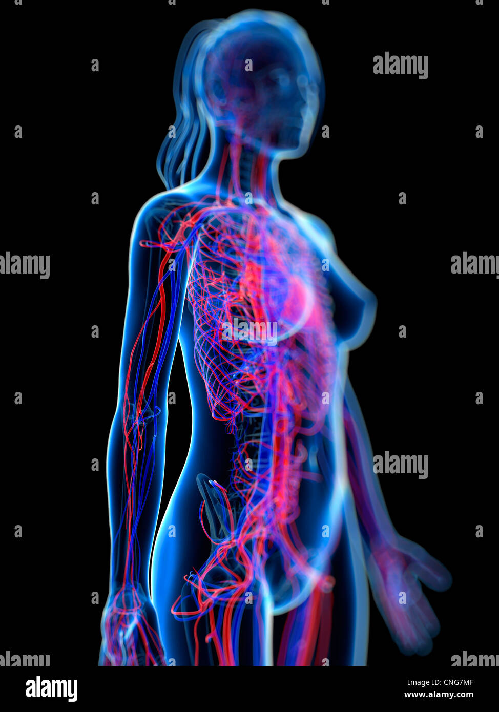 Herz-Kreislauf-System Kunstwerk Stockfoto