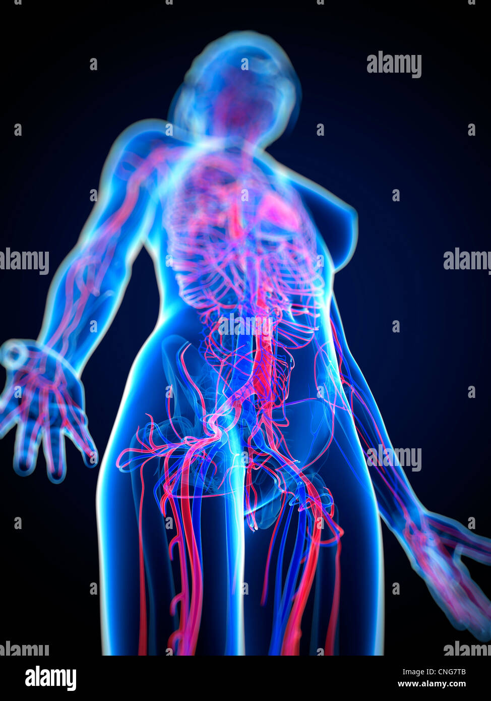 Herz-Kreislauf-System Kunstwerk Stockfoto