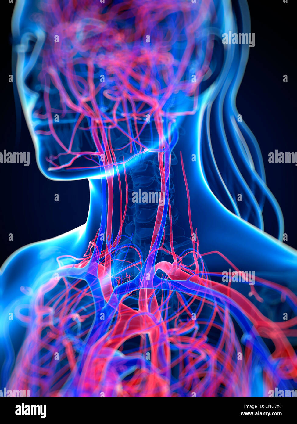 Herz-Kreislauf-System Kunstwerk Stockfoto