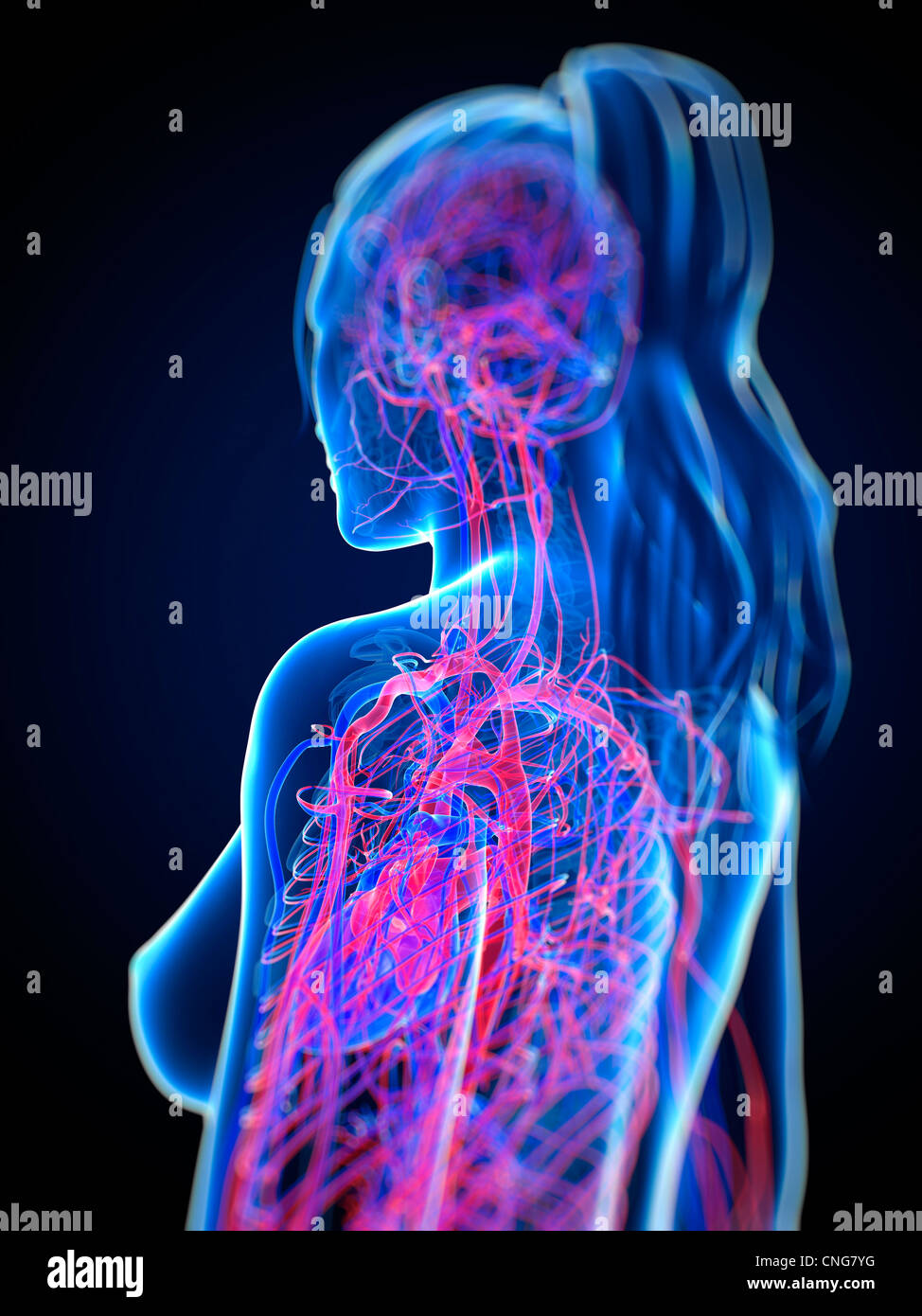 Herz-Kreislauf-System Kunstwerk Stockfoto