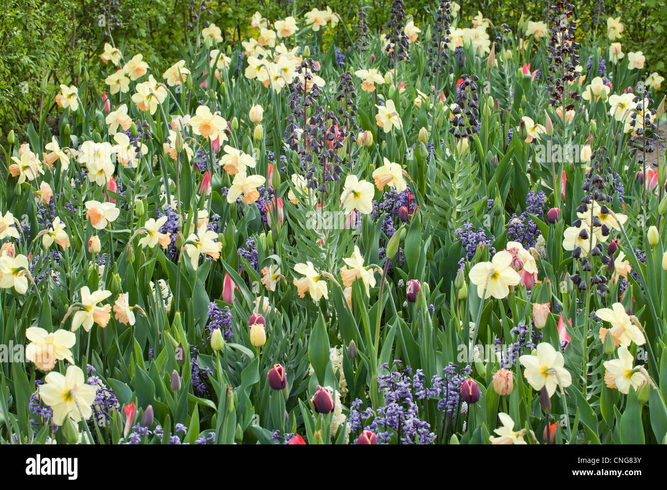 Mischung aus Tulpen, Hyazinthen, Muscaris und persische Fritillaria. Stockfoto