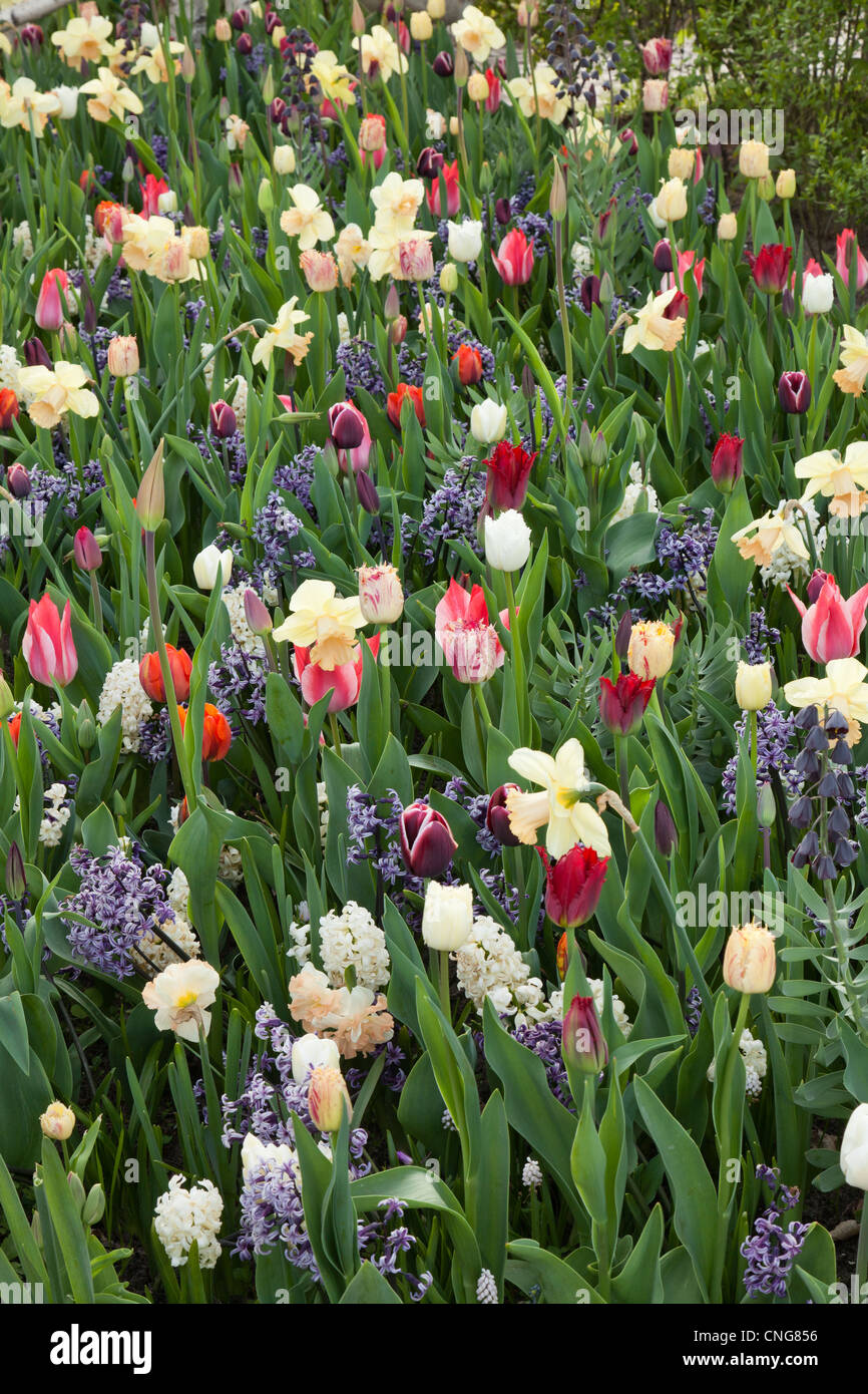 Mischung aus Tulpen, Hyazinthen, Muscaris und persische Fritillaria. Stockfoto
