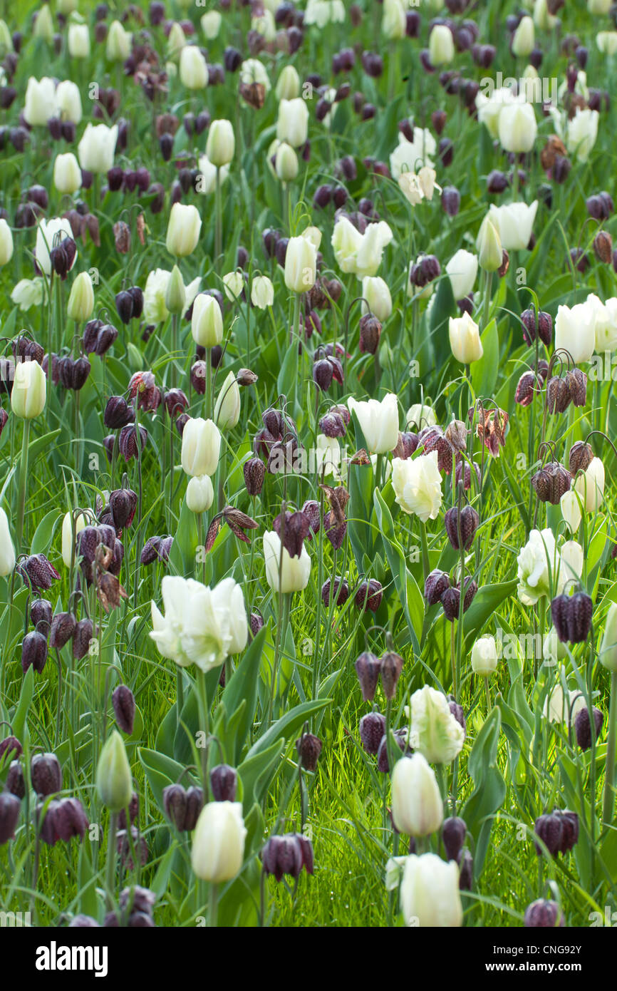 Schlange den Kopf Fritillary (Fritillaria Meleagris) und Tulpen "Witte Rebel", "Snow Lady", "Darwisnow". Stockfoto