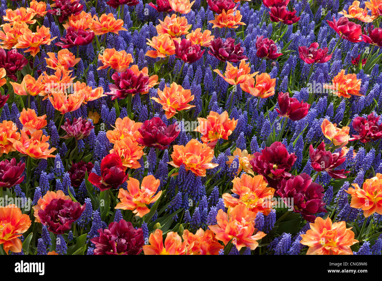 Blumenbeet mit Muscari Armeniacum und Tulpen mit gefüllten Blüten 'David Teniers' und "Willem Van Oranje". Stockfoto