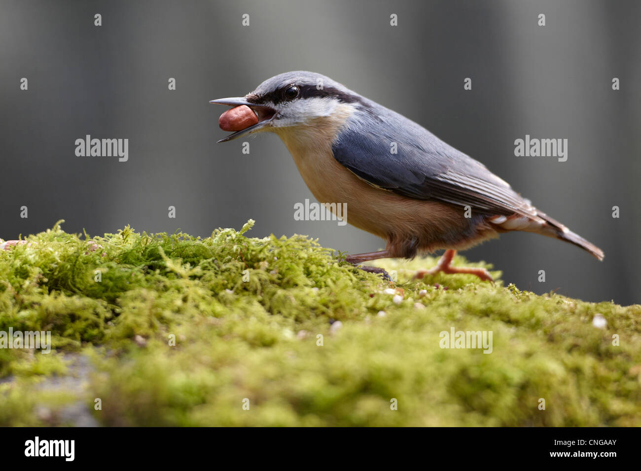 Kleiber Sitta Europaea, Fütterung auf Erdnüsse, Cumbria, UK Stockfoto