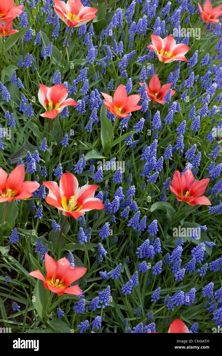 Blumenbeet mit Muscari Armeniacum und Tulpen Greigii "Toronto" und "Pinochio". Stockfoto