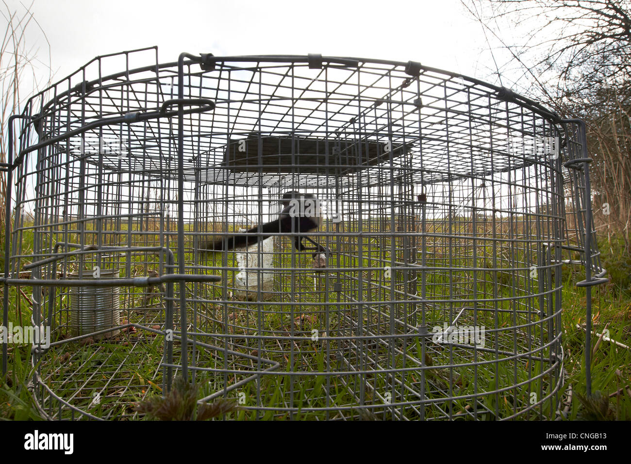 Elster, Pica Pica, in einer Falle Larsen als Köder verwendet, um andere Vögel, Cumbria, UK zu gewinnen Stockfoto