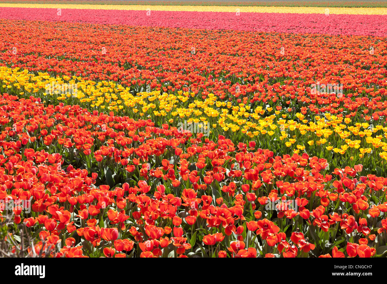 Holland, "Dune und Blumenzwiebelregion" im April, Lisse, hier Felder von Tulpen. Stockfoto