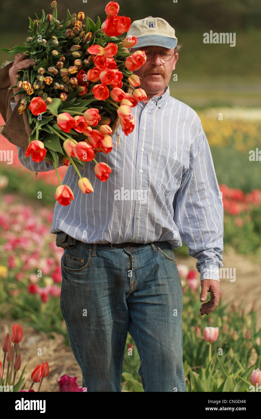 Holland, "Dune und Blumenzwiebelregion" im April, Lisse, Hans Beelen, Produzent, Ernte von Tulpen für Direktverkäufe an Einzelpersonen. Stockfoto