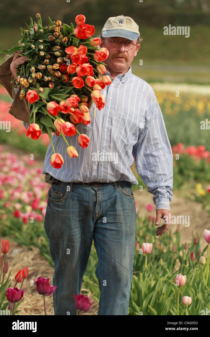 Holland, "Dune und Blumenzwiebelregion" im April, Lisse, Hans Beelen, Produzent, Ernte von Tulpen für Direktverkäufe an Einzelpersonen. Stockfoto