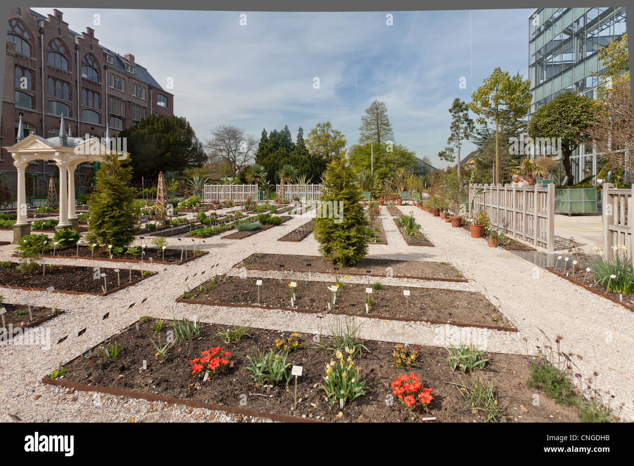 Holland, Leyden, Hortus Botanicus, Botanischer Garten der Universität Leyden, Clusius Garten mit blühenden Tulpen. Stockfoto