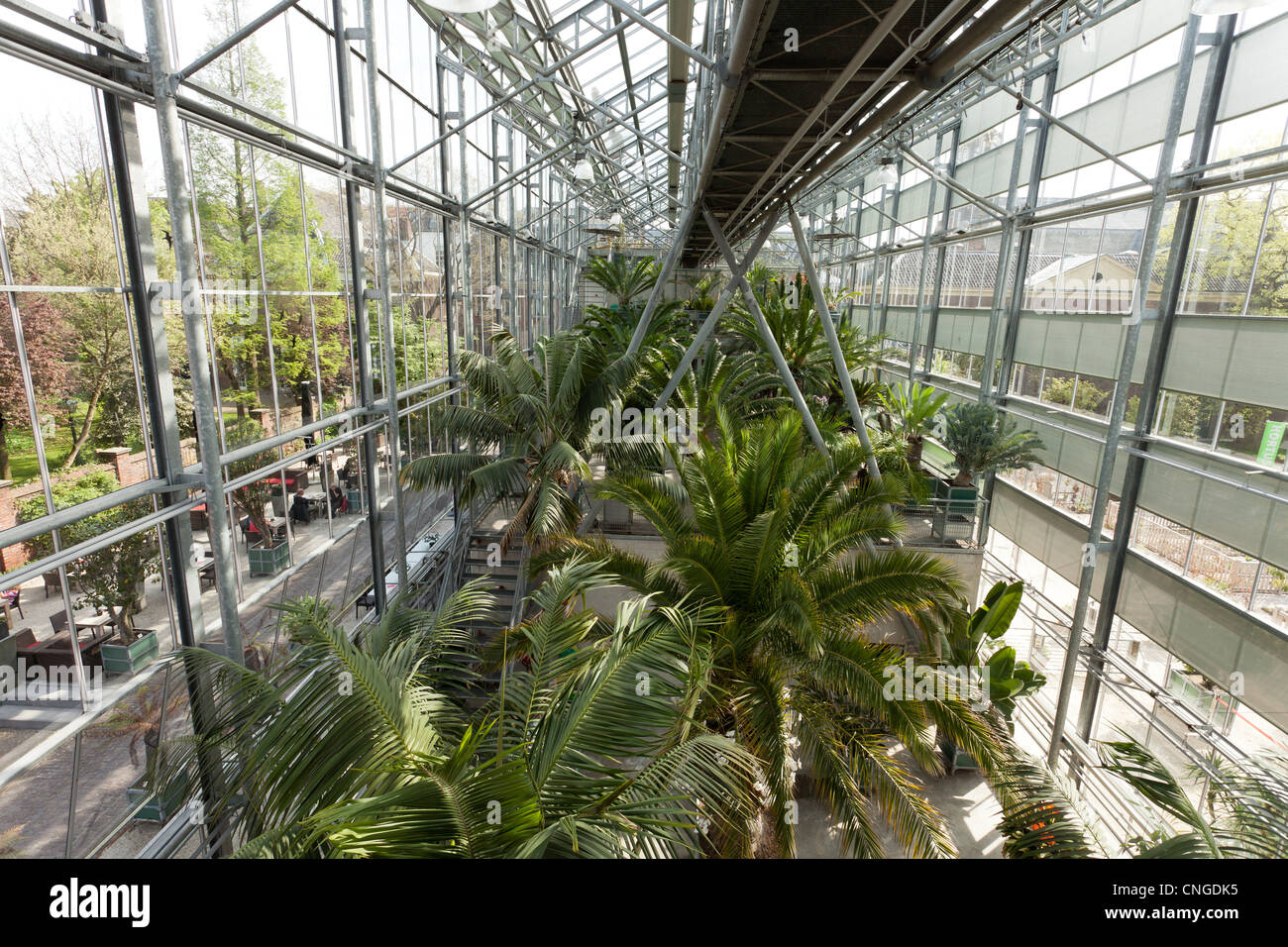 Holland, Leyden, Hortus Botanicus, Botanischer Garten der Universität Leyden, modernen Gewächshauses und der Cycadeen. Stockfoto