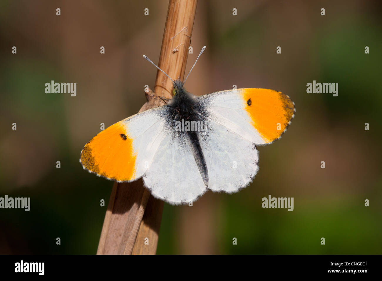Orange Tipp Anthocaris Cardamines Männchen mit Flügel öffnen Stockfoto