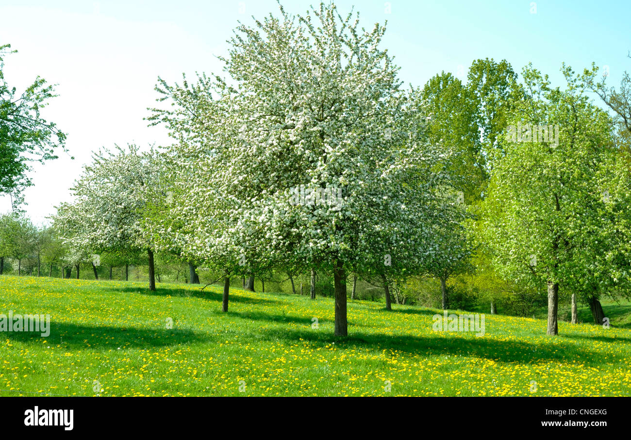 Appel Apfelwein Obstgarten (Orne, Normandie, Frankreich). Stockfoto