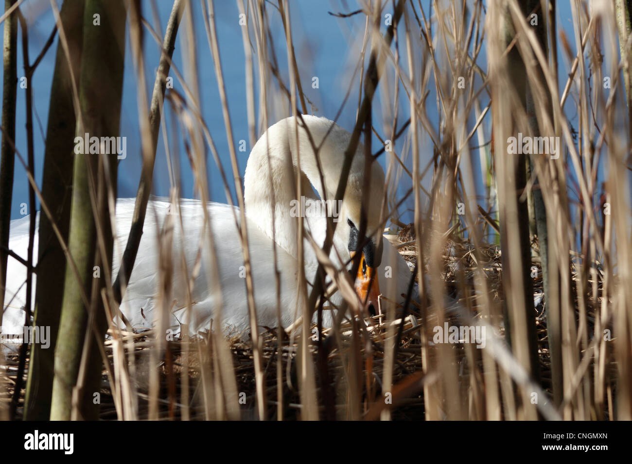 Höckerschwan Cygnus Olor auf Nest Milton Cambridgeshire Stockfoto