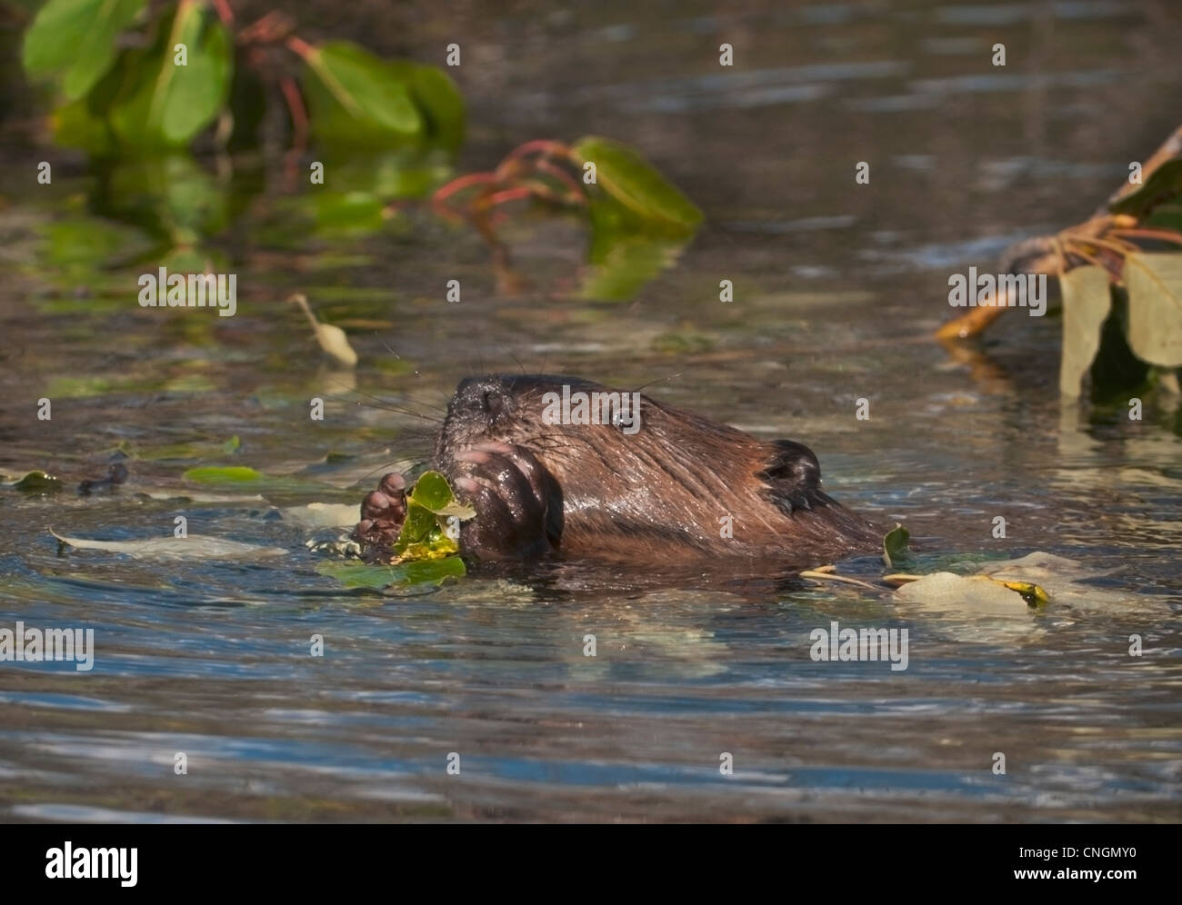 Nordamerikanische Biber (Castor Canadensis) eine Seerose eine Lieblingsspeise essen. Biber Teich im Denali-Nationalpark, Alaska. Stockfoto