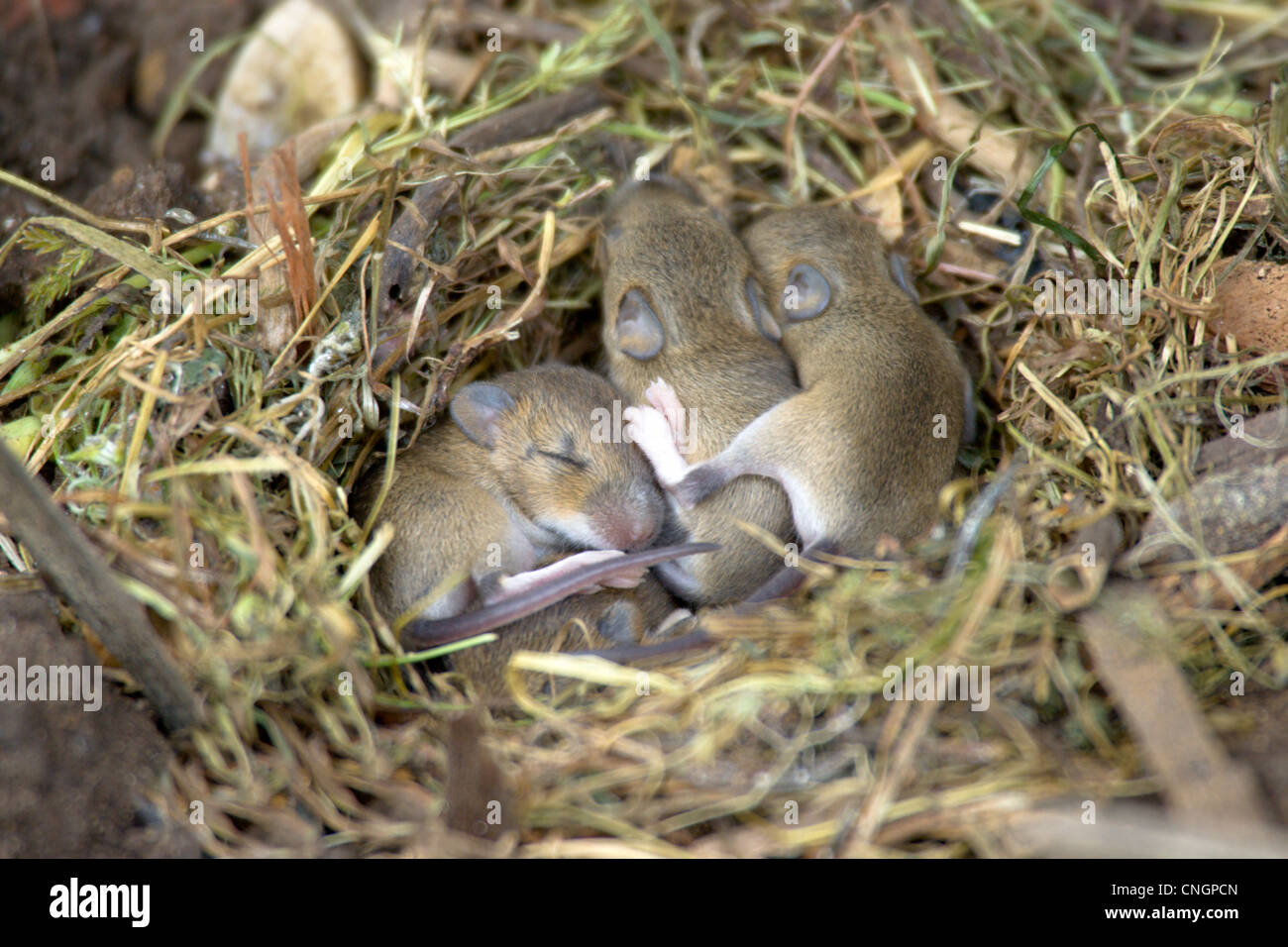 Gelb-necked Maus Apodemus Flavicollis nisten mit einem Wurf von jungen Mäusen. VEREINIGTES KÖNIGREICH. Stockfoto
