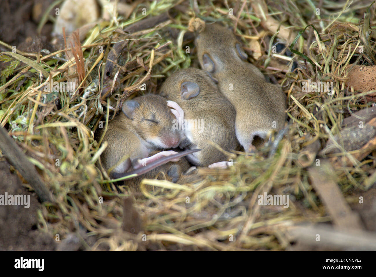 Gelb-necked Maus Apodemus Flavicollis nisten mit einem Wurf von jungen Mäusen. VEREINIGTES KÖNIGREICH. Stockfoto