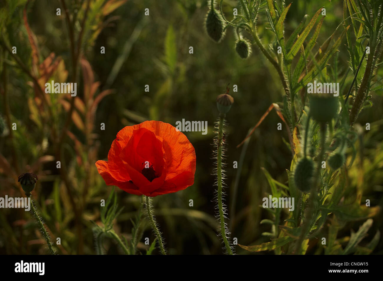 Eine native Mohnblume Stockfoto