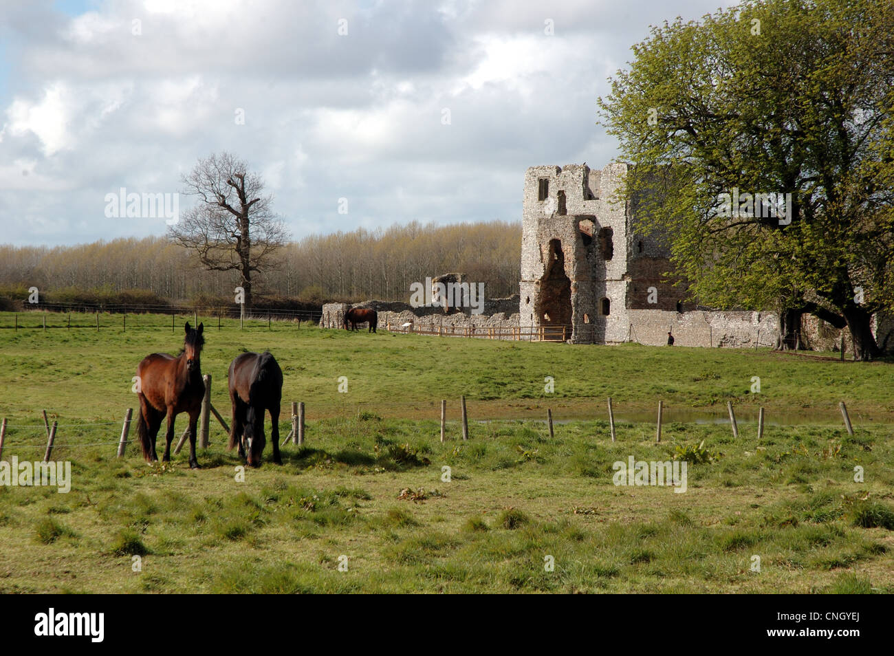 Baconsthorpe Burg, Norfolk, UK, mit Pferden, die in ein Feld im Vordergrund Weiden Stockfoto