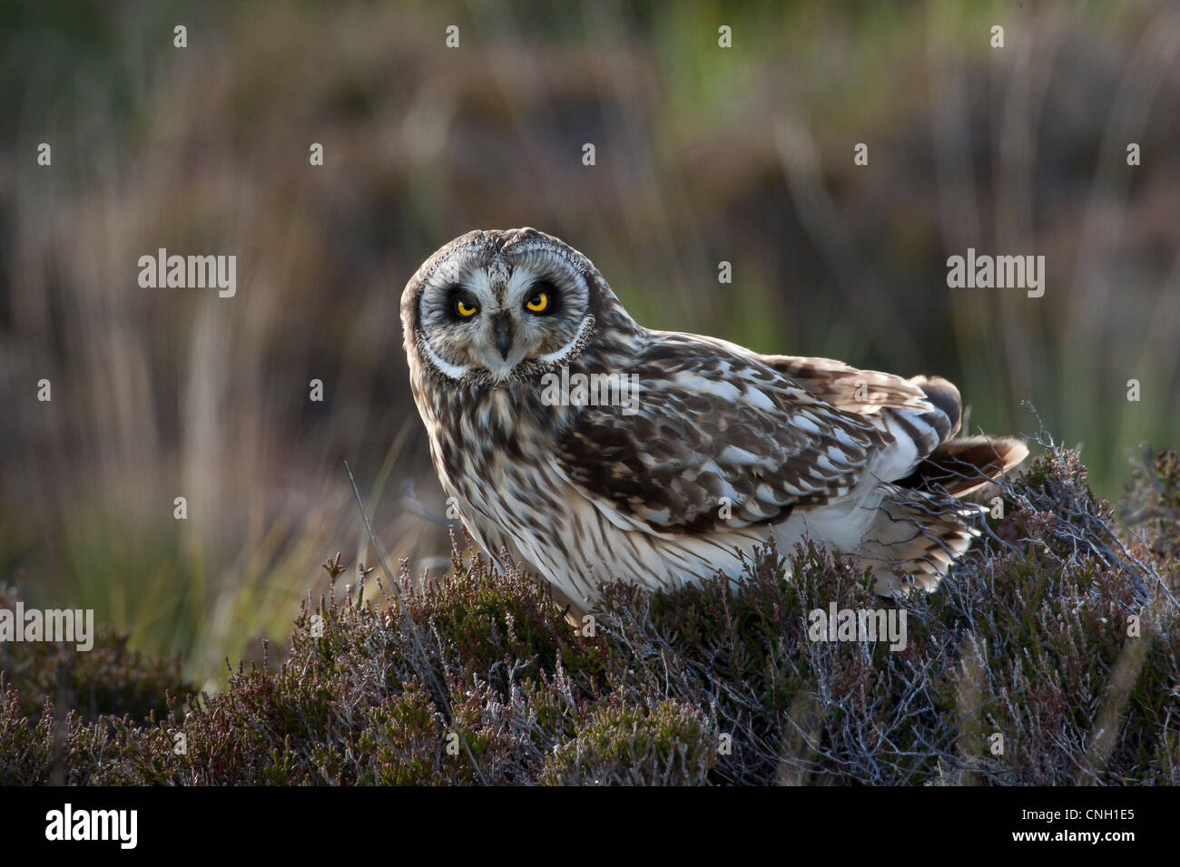 Eine kurze eared owl, Asio flammeus, thront auf Heather Stockfoto