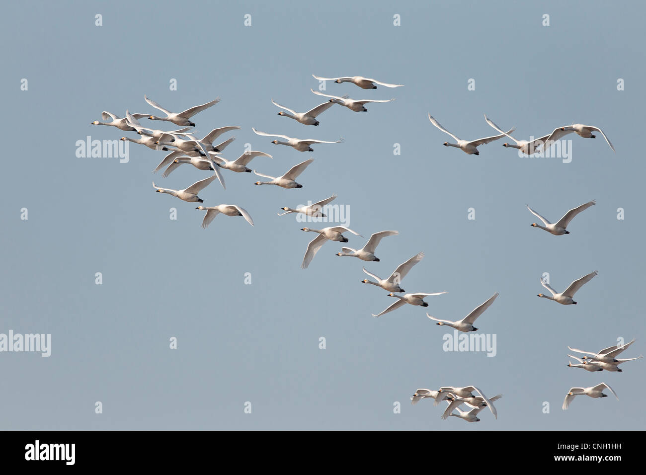 Herde von Bewick Schwäne im Flug; Stockfoto