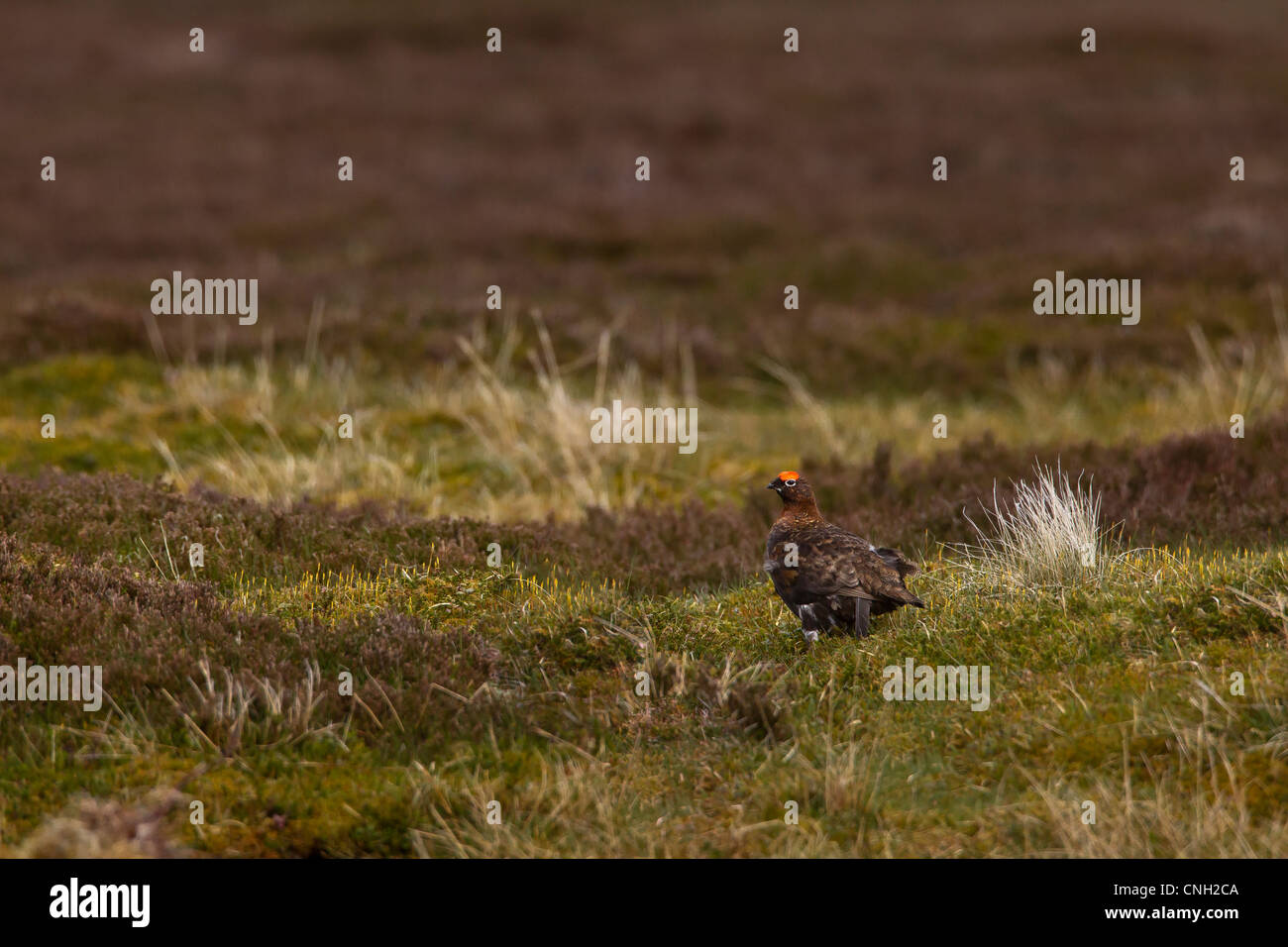 Moorschneehuhn auf Moorland im Cairngorms Stockfoto