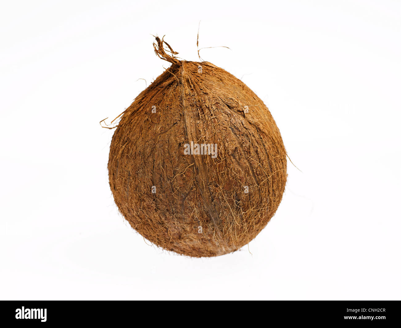 Kokosnuss mit Schale Stockfoto