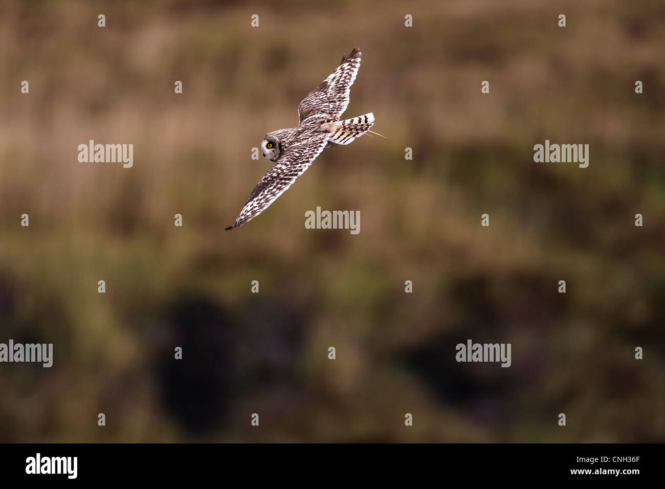 Kurze eared Eule im Flug über Heide in North Uist Schottland UK Stockfoto