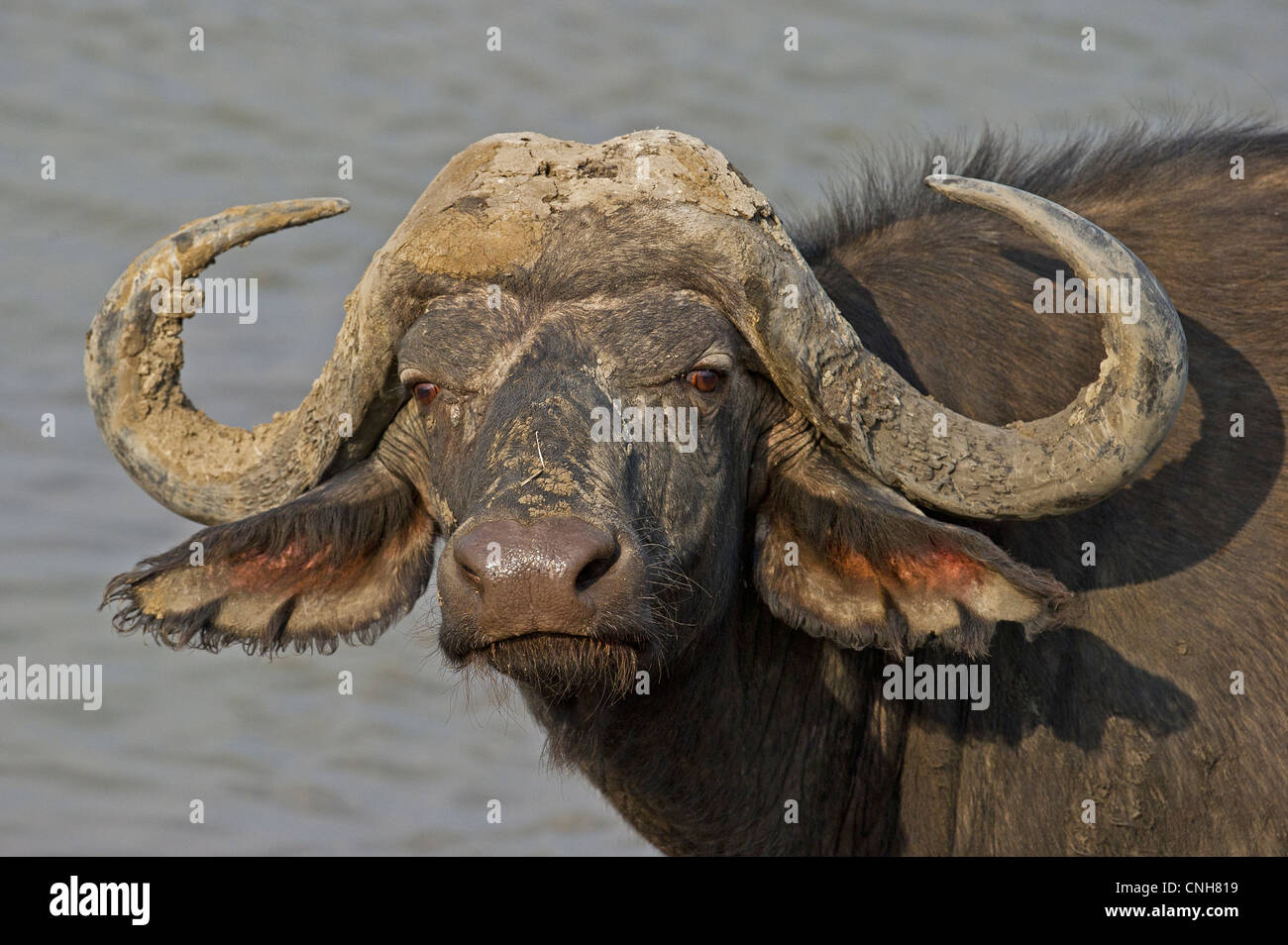 Porträt von einem Kap-Büffel Stockfoto