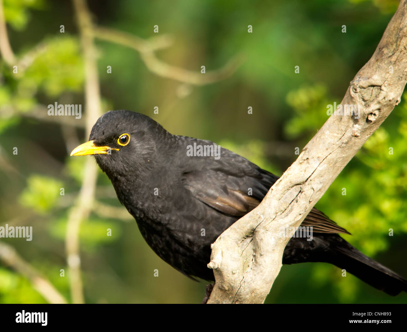Schwarzer Vogel Stockfoto