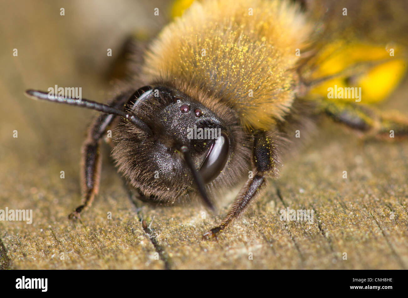 Hummel Makro Stockfoto