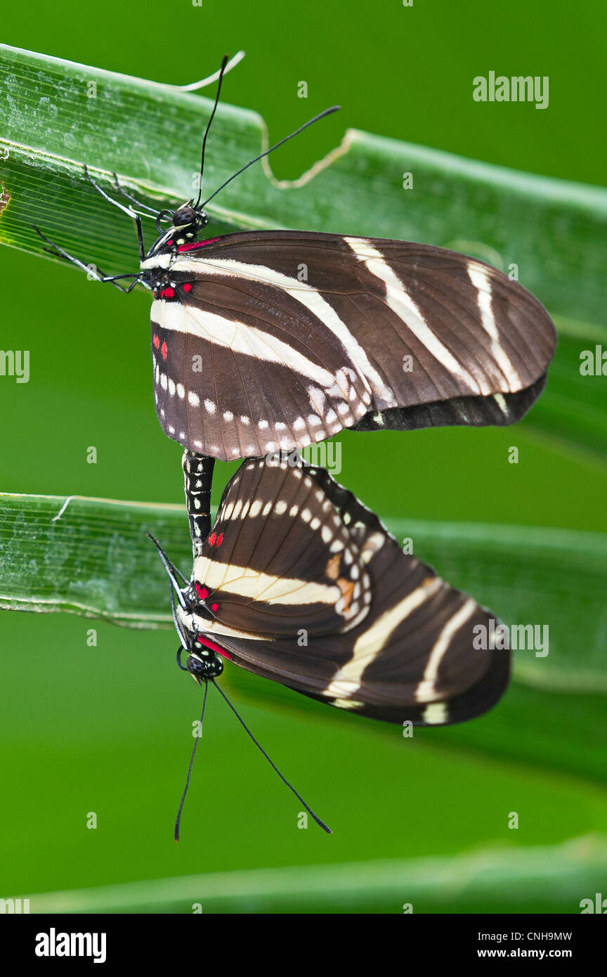 Zebra Longwing Schmetterlinge Paarung Stockfoto