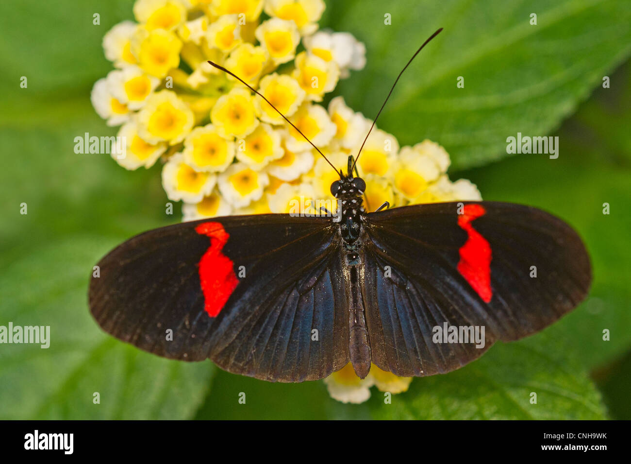 Ein Postbote rot Schmetterling Fütterung Stockfoto