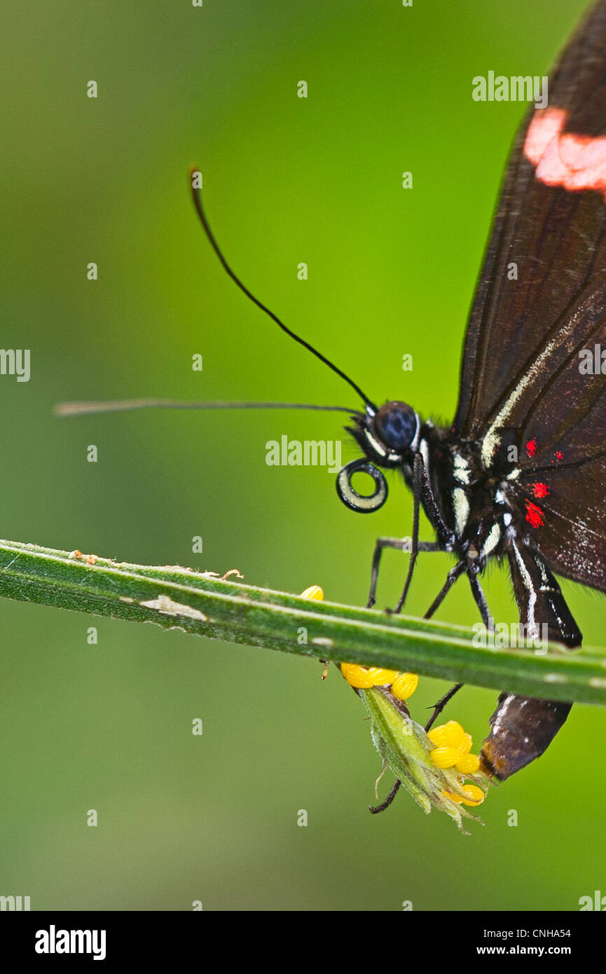 Ein Postbote rot Schmetterling Eiablage Stockfoto