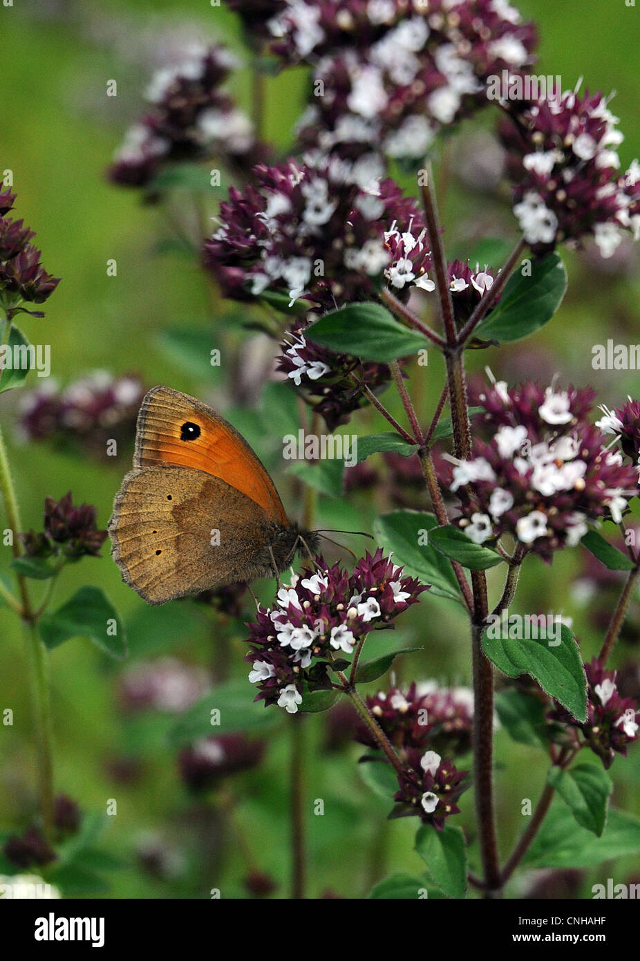 WIESE BRAUN SCHMETTERLING Stockfoto