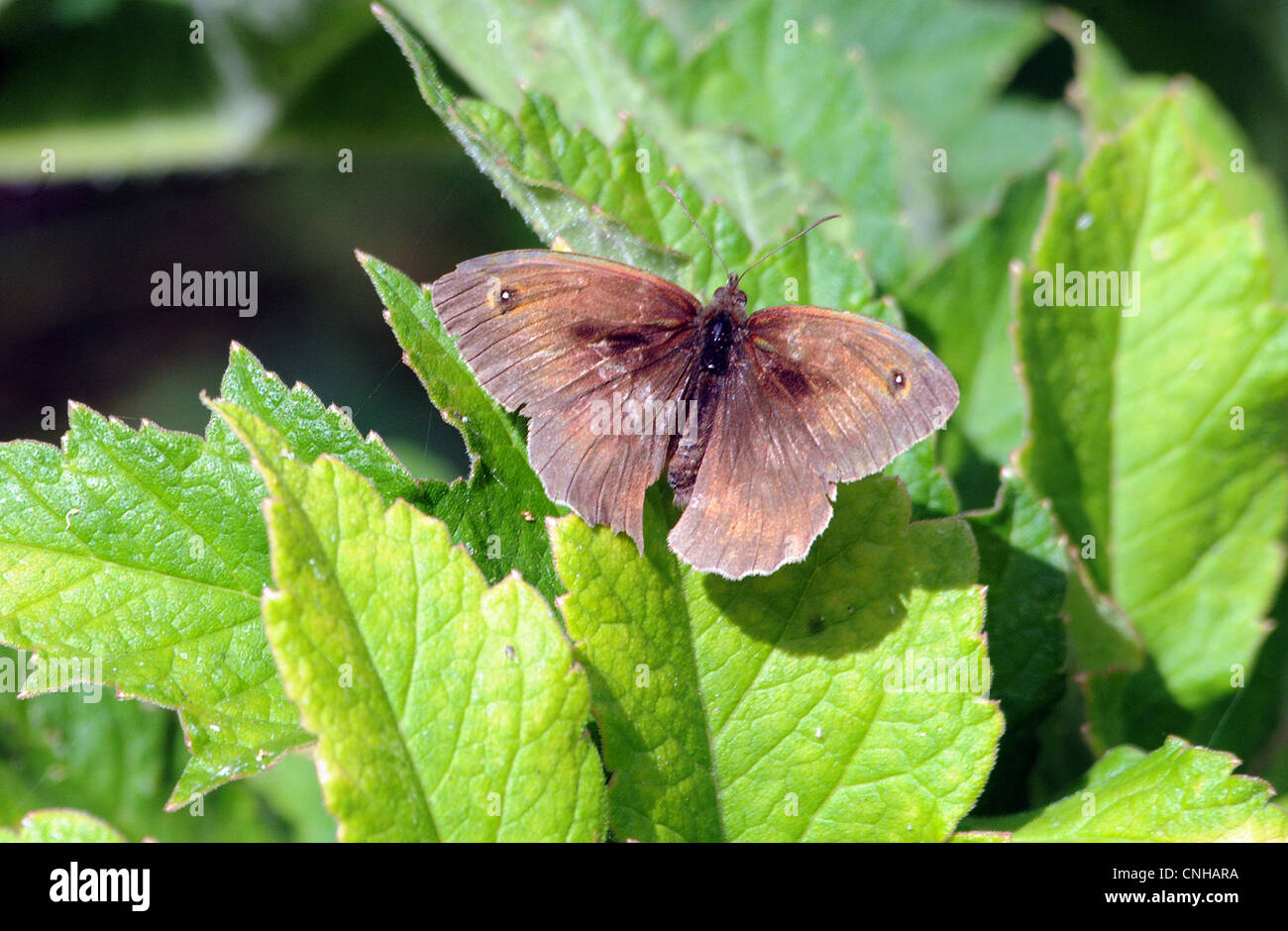 WIESE BRAUN SCHMETTERLING Stockfoto