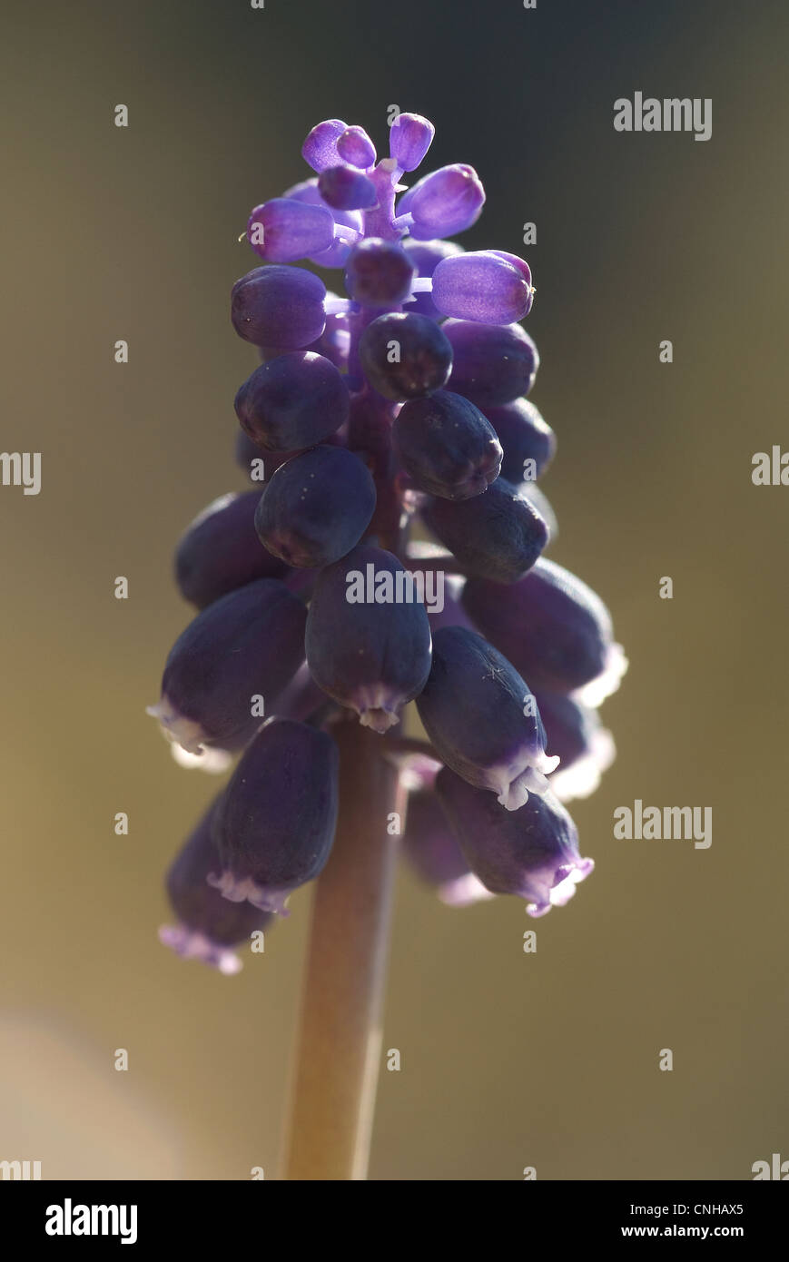 Gemeinsamen Grape Hyacinth (Muscari Neglectum) Stockfoto