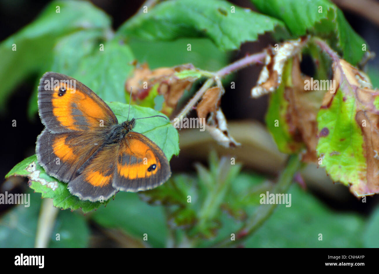 WIESE BRAUN SCHMETTERLING Stockfoto