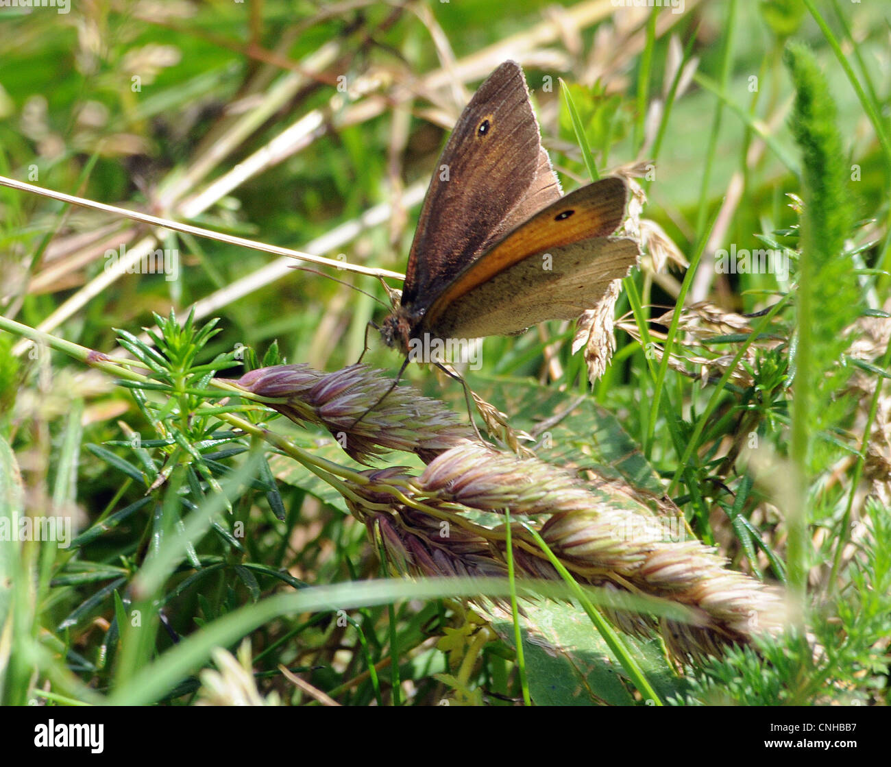 WIESE BRAUN SCHMETTERLING Stockfoto